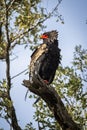 The bateleur, Terathopius ecaudatus, is a medium-sized eagle in the family Accipitridae.