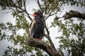 The bateleur, Terathopius ecaudatus, is a medium-sized eagle in the family Accipitridae.