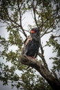 The bateleur, Terathopius ecaudatus, is a medium-sized eagle in the family Accipitridae.