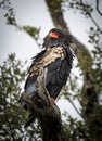 The bateleur, Terathopius ecaudatus, is a medium-sized eagle in the family Accipitridae.