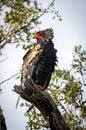 The bateleur, Terathopius ecaudatus, is a medium-sized eagle in the family Accipitridae.