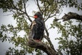 The bateleur, Terathopius ecaudatus, is a medium-sized eagle in the family Accipitridae.