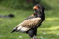 The bateleur Terathopius ecaudatus