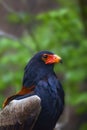 Bateleur Terathopius ecaudatus sitting with green background. African eagles sitting in green bush Royalty Free Stock Photo