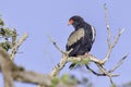 Bateleur