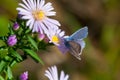 Baterflay in autumn, rest of the year.Butterfly, nature, flower, wild nature, butterflies dance, summer., Butterfly on the flower, Royalty Free Stock Photo