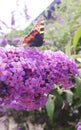 Baterfly on the branch flower on the Buddleia davidii commonly The butterfly bush