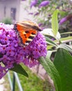 Baterfly on the branch flower on the Buddleia davidii commonly The butterfly bush