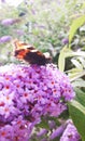 Baterfly on the branch flower on the Buddleia davidii commonly The butterfly bush