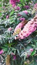 Baterfly on the branch flower on the Buddleia davidii commonly The butterfly bush