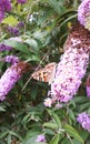 Baterfly on the branch flower on the Buddleia davidii commonly The butterfly bush