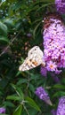 Baterfly on the branch flower on the Buddleia davidii commonly The butterfly bush