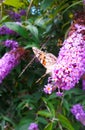 Baterfly on the branch flower on the Buddleia davidii commonly The butterfly bush