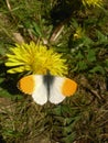 Baterfly on the Flowers