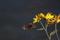 Baterfly on the yellow flower