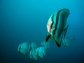 Batfish school Royalty Free Stock Photo