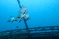 Batfish on a wreck Royalty Free Stock Photo