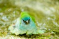 Bathing Bird Royalty Free Stock Photo