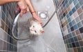 Bath of the beautiful white Persian cat in the bathtub in the pet spa with funny scary facial expression selective focus Royalty Free Stock Photo