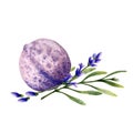 Bath bombs with lavender flowers. Watercolor illustration.