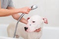 Bath of a dog Dogo Argentino Royalty Free Stock Photo