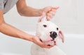 Bath of a dog Dogo Argentino Royalty Free Stock Photo