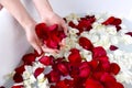 Bath filled with red and white petals with woman`s hand holding flower. St. Valentine`s day concept Royalty Free Stock Photo