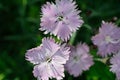 Bath`s Pink cluster - Dianthus Gratianopolitanus Royalty Free Stock Photo