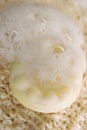 Bath soapy sponge on white background Royalty Free Stock Photo