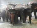 Srilankan elephants bath and parade Royalty Free Stock Photo