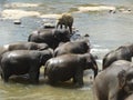 Srilankan elephants bath and parade Royalty Free Stock Photo