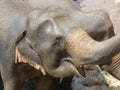 Srilankan elephants bath and parade Royalty Free Stock Photo