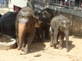 Srilankan elephants bath and parade Royalty Free Stock Photo