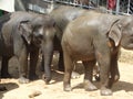 Srilankan elephants bath and parade Royalty Free Stock Photo