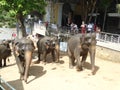 Srilankan elephants bath and parade Royalty Free Stock Photo