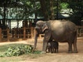 Srilankan elephants bath and parade Royalty Free Stock Photo