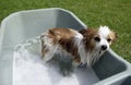 Bath time Royalty Free Stock Photo