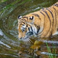 Bath time for an Amur Tiger