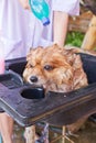 Bath time for brown pomeranian shower Royalty Free Stock Photo