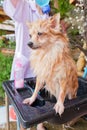 Bath time for brown pomeranian shower Royalty Free Stock Photo