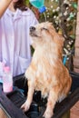 Bath time for brown pomeranian shower Royalty Free Stock Photo