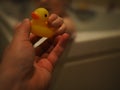 Bath Time with Ducky, Rubber Duck, Child Hand Royalty Free Stock Photo