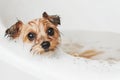 Bath time fun with small dog enjoying pet shampoo in bubbles Royalty Free Stock Photo