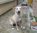 Bath time for happy Dog