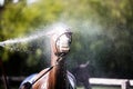Bath time for the Horse Royalty Free Stock Photo