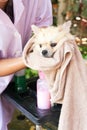 Bath time for white pomeranian shower Royalty Free Stock Photo