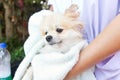 Bath time for white pomeranian shower Royalty Free Stock Photo