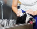 Woman soaping Tibetan terrier dog in stainless steel bathtub Royalty Free Stock Photo