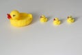 Bath toy row of yellow ducks on white background