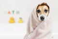 Bath washed dog Royalty Free Stock Photo